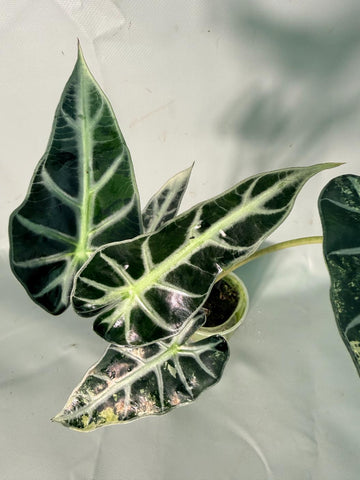 ALOCASIA