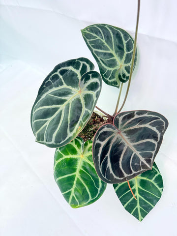 RARE PLANTS