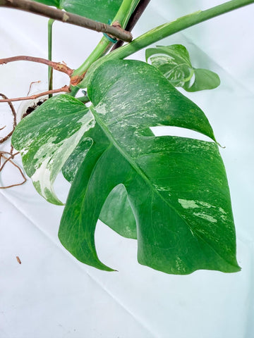 Monstera Albo Variegata